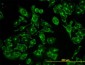 GCP60 / ACBD3 Antibody (clone 2G2)